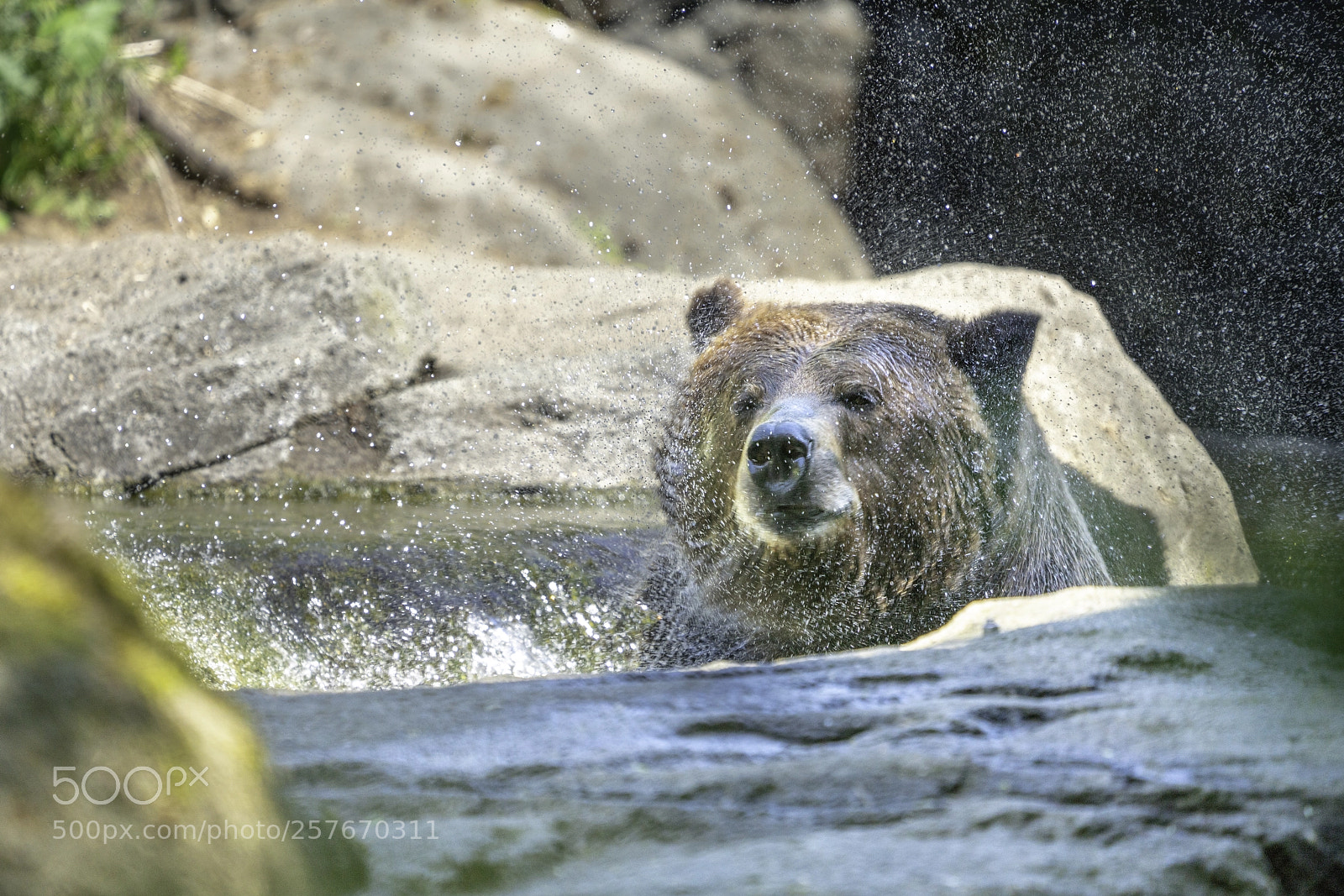 Sony a7R III sample photo. Brown bear portrait 5 photography