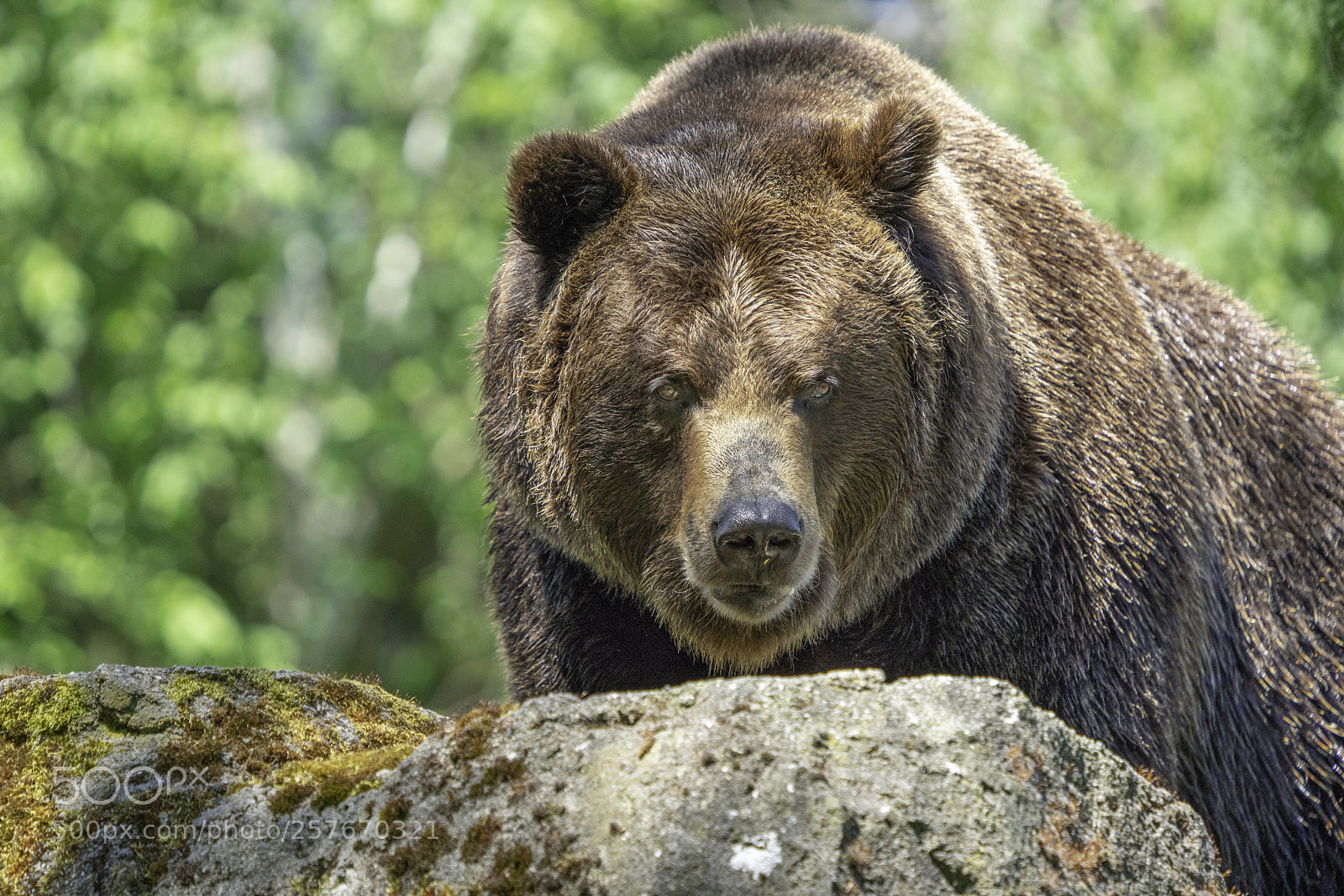 Sony a7R III sample photo. Brown bear portrait 4 photography