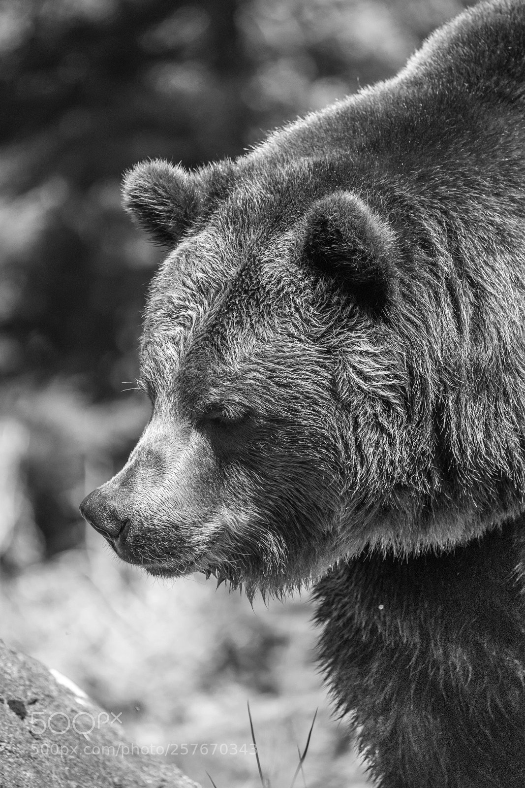 Sony a7R III sample photo. Brown bear portrait 2 photography
