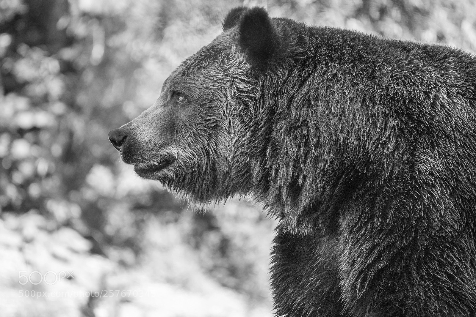 Sony a7R III sample photo. Brown bear portrait 3 photography
