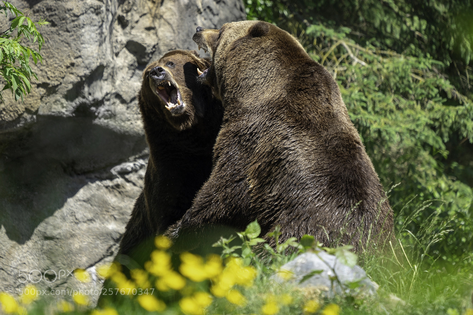 Sony a7R III sample photo. Brown bear tussle photography