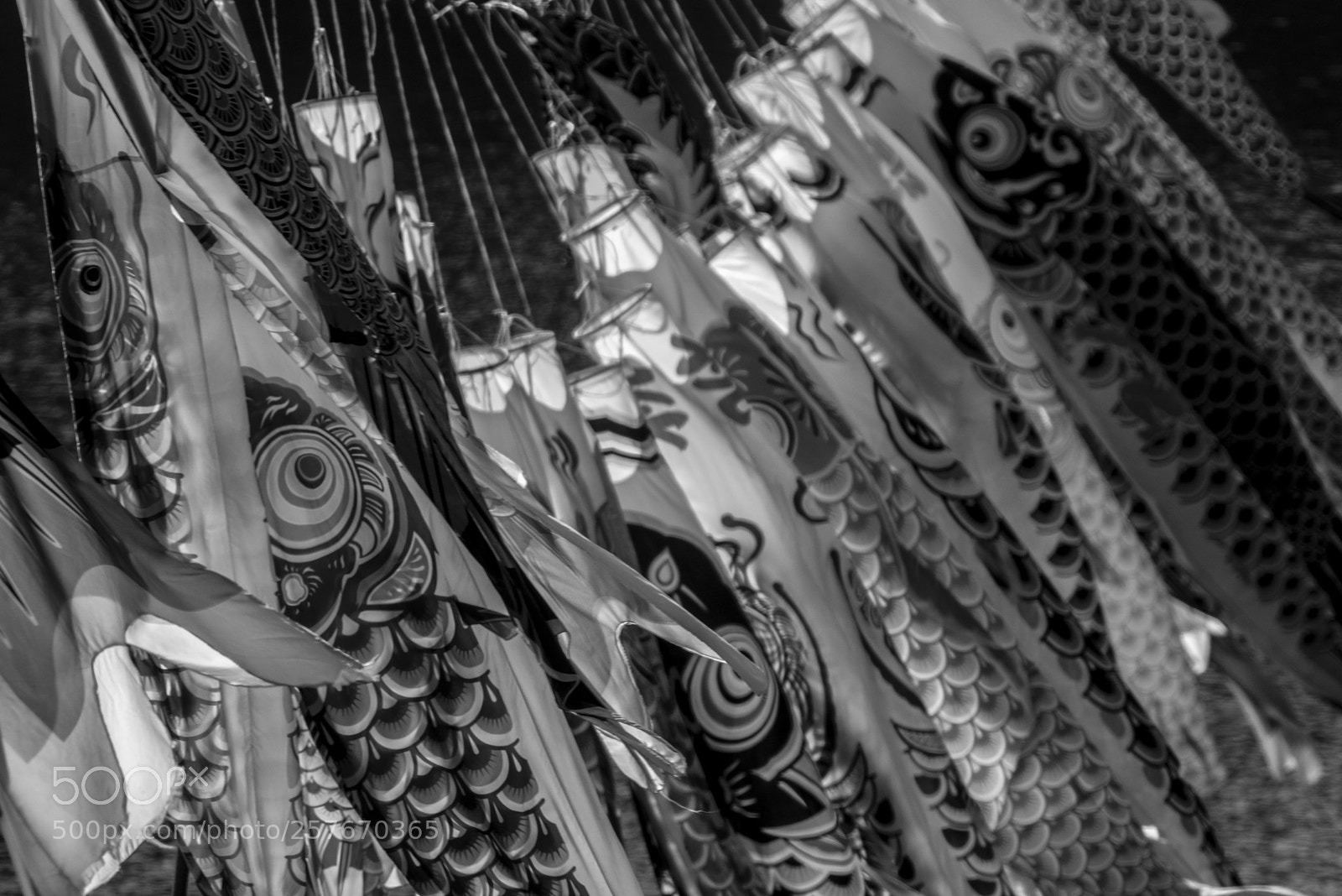 Nikon D800 sample photo. Koinobori photography