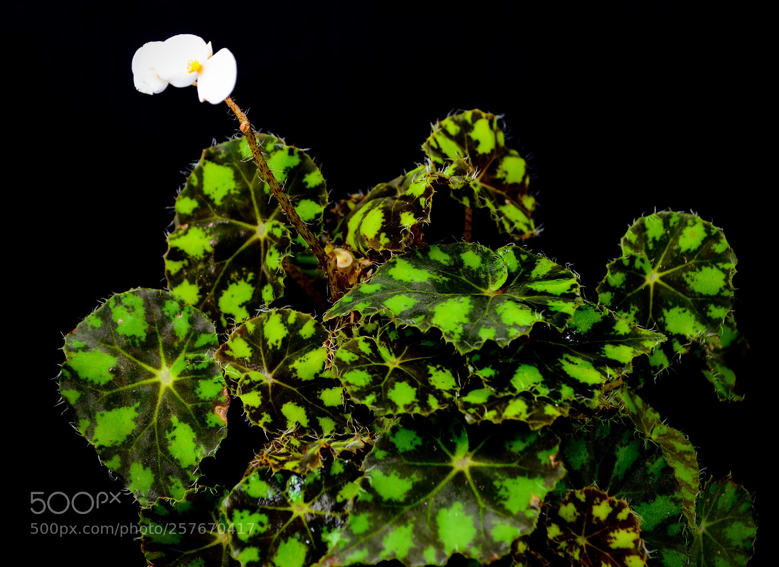 Nikon D3000 sample photo. Kit kat begonia photography