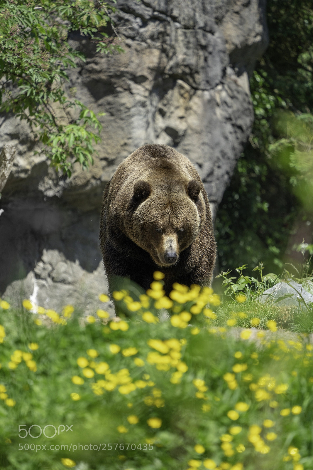 Sony a7R III sample photo. Brown bear portrait photography