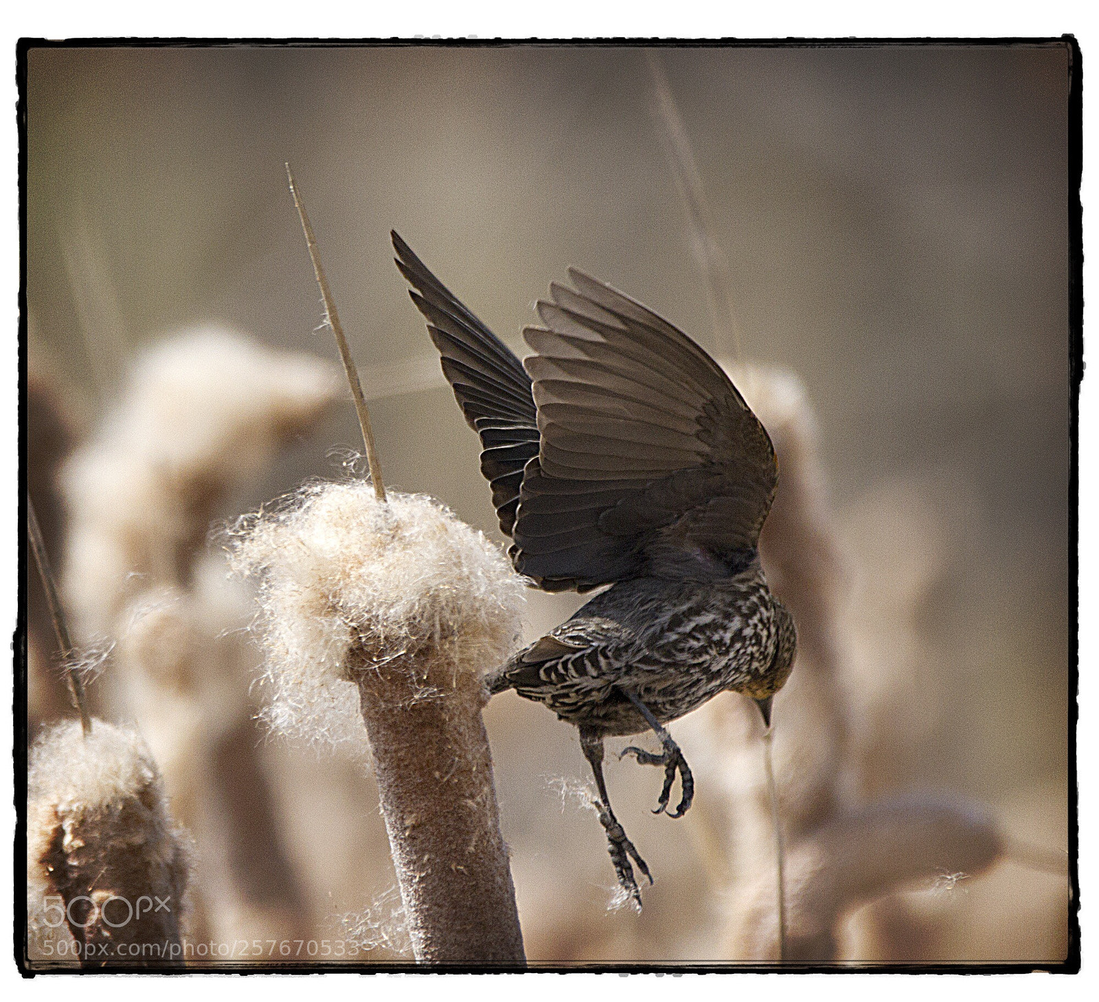 Canon EOS 7D sample photo. Savannah sparrow leaping from photography