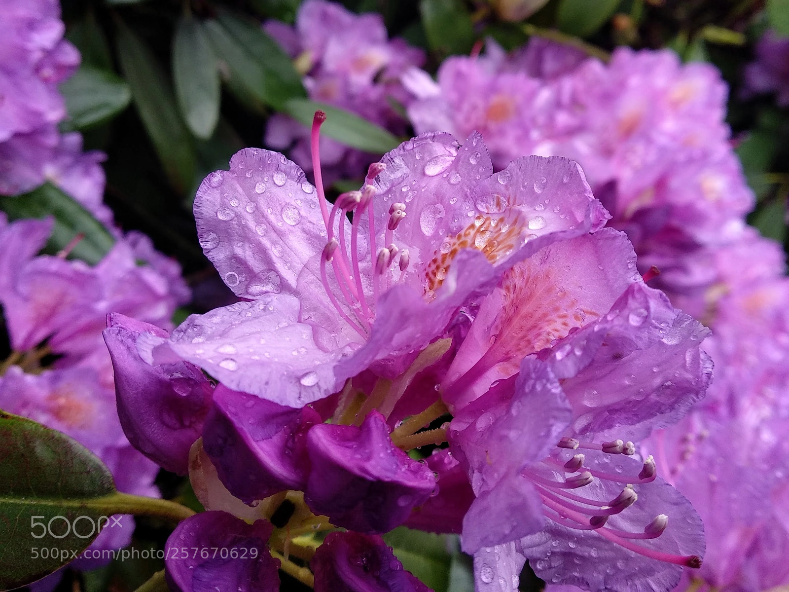 Xiaomi Mi A1 sample photo. Rain is over photography