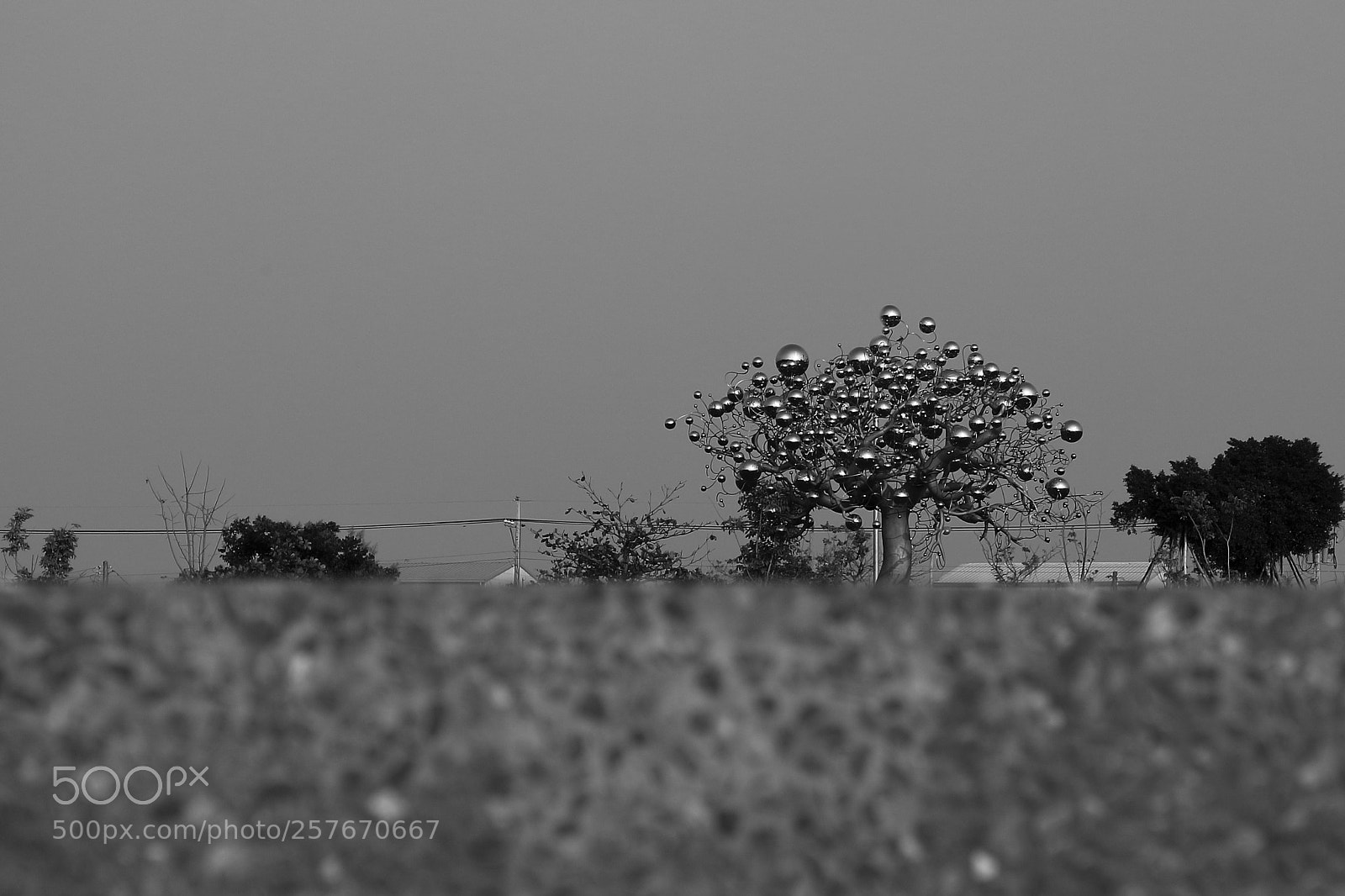 Canon EOS M sample photo. Iron tree. photography
