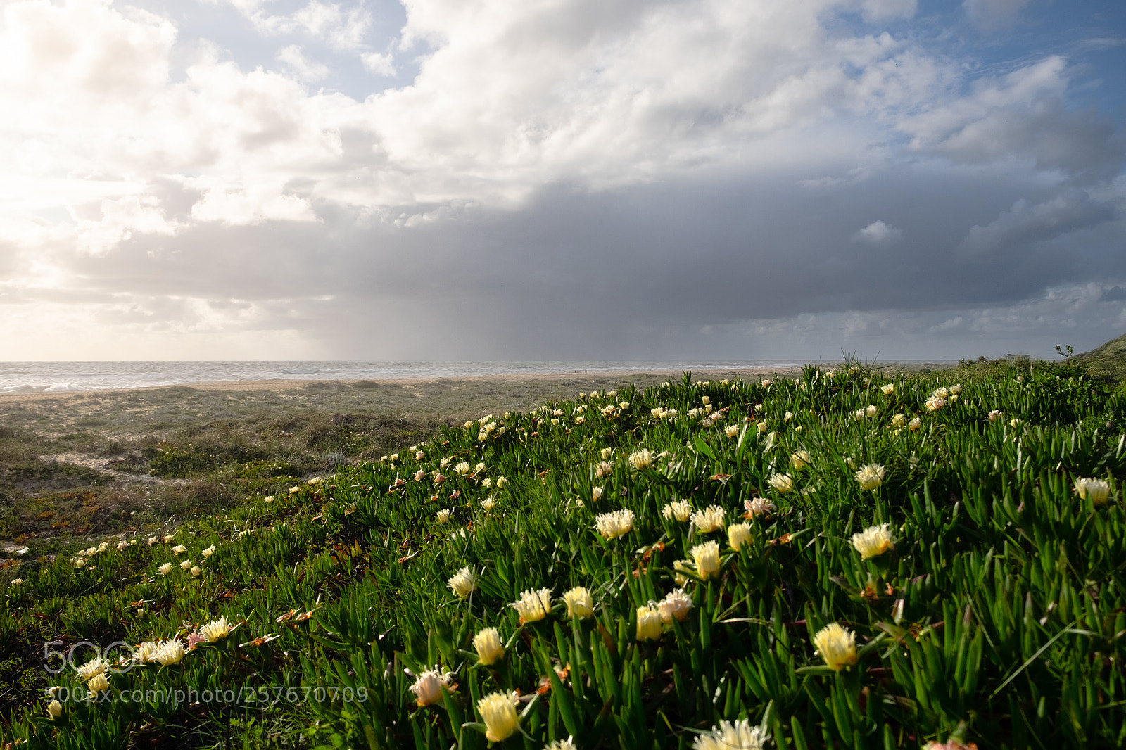 Fujifilm X-T1 sample photo. See flowers photography