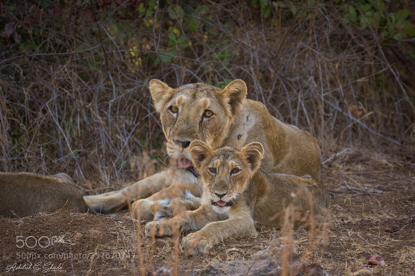Canon EOS 7D Mark II sample photo. Asiatic lioness with cub photography