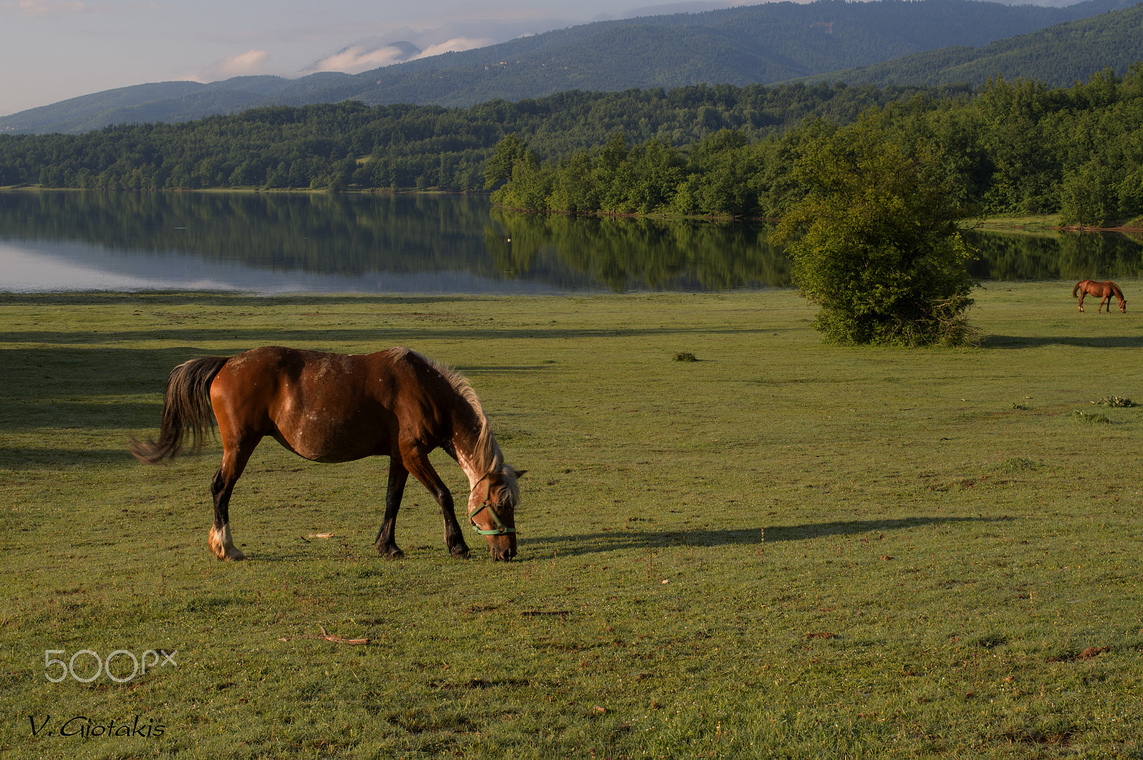 Pentax KP sample photo. Horse in the lake photography