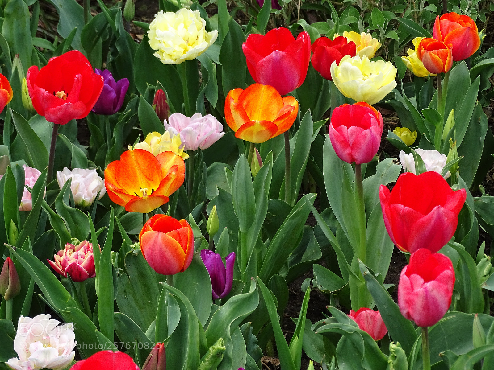 Sony Cyber-shot DSC-HX400V sample photo. Colorful tulips photography