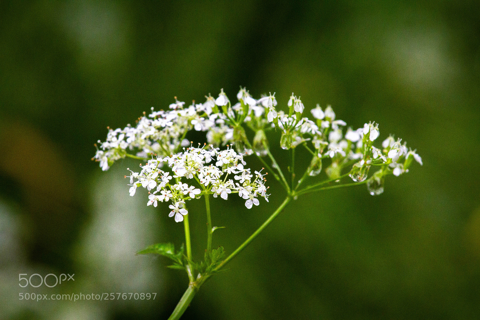 Canon EOS 7D sample photo. Kings garden photography