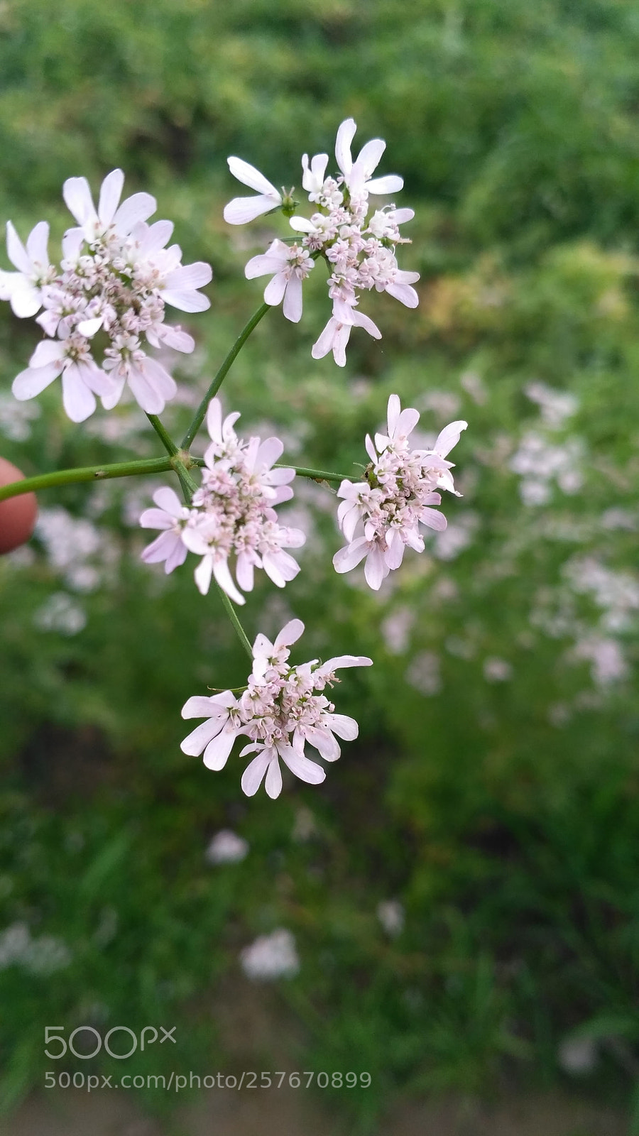 Xiaomi Redmi 3S sample photo. Untitled photography