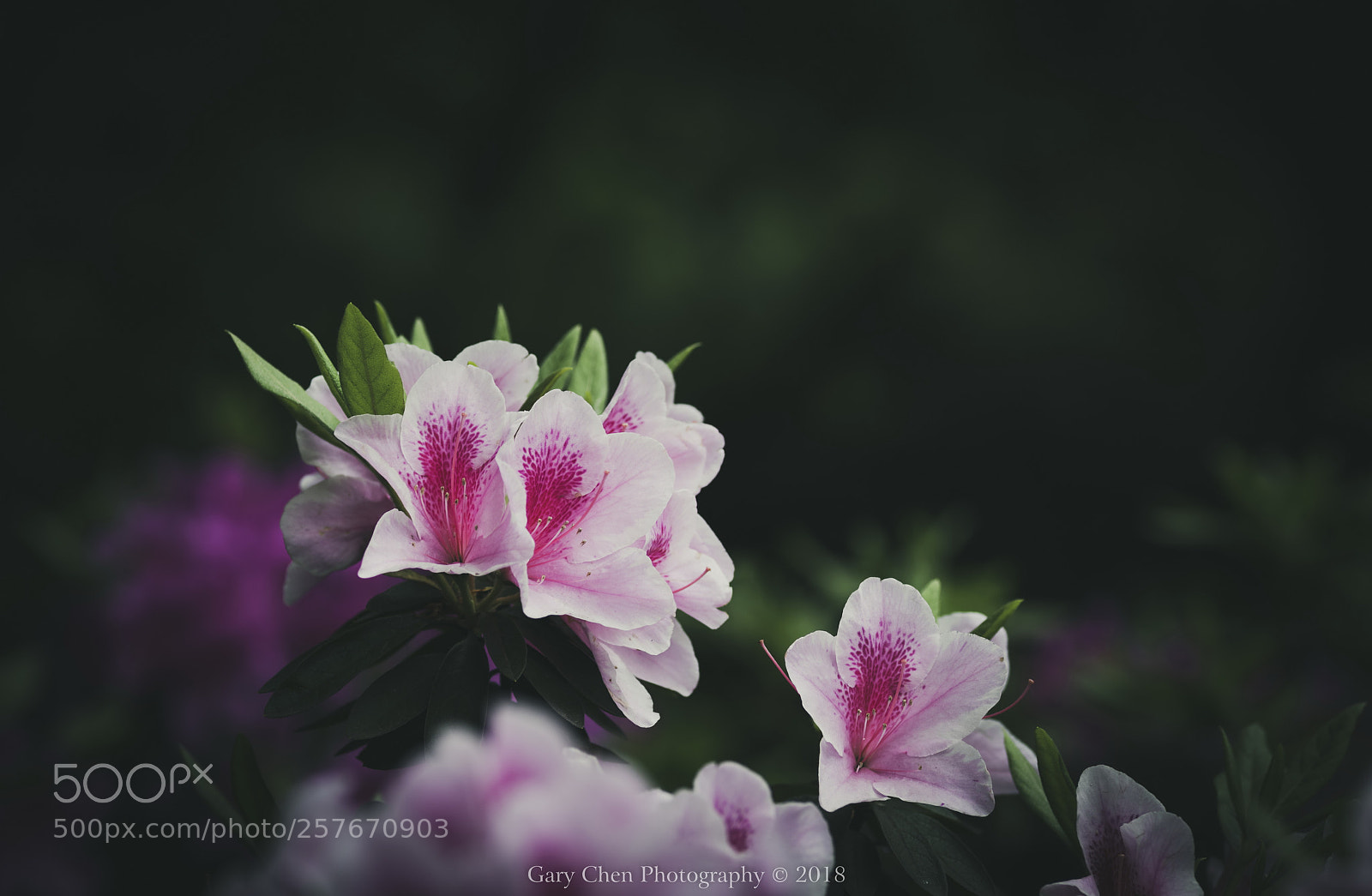Nikon D810 sample photo. 那时花正开the flowers were blooming photography
