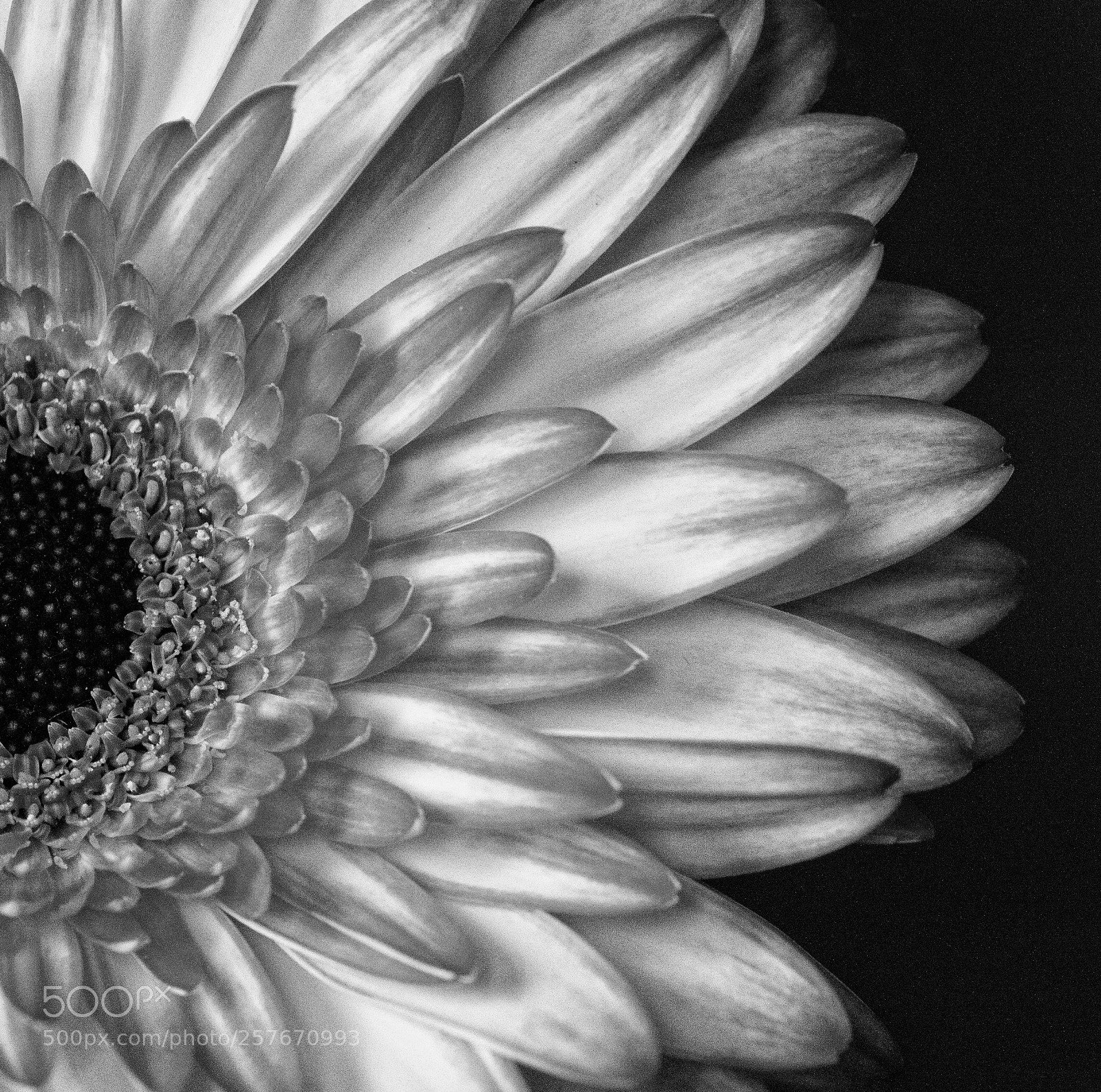 Nikon D3200 sample photo. Gerber daisy black and photography