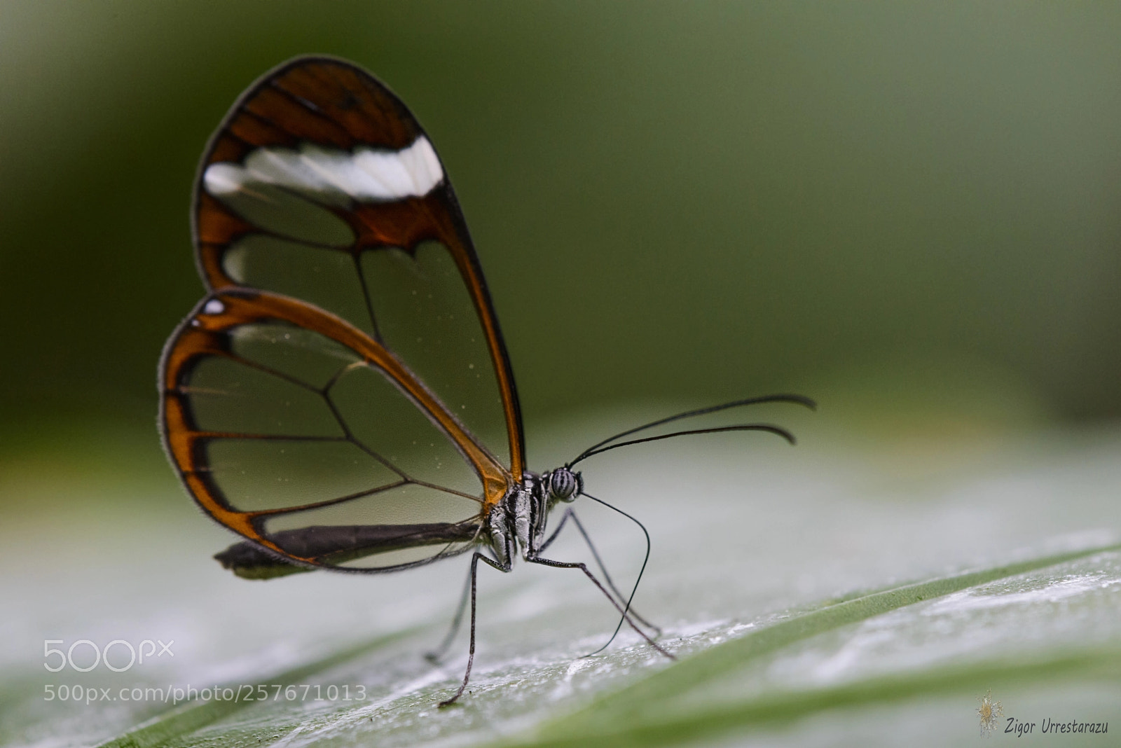 Nikon D800 sample photo. Pinpilinpausa (butterfly) photography