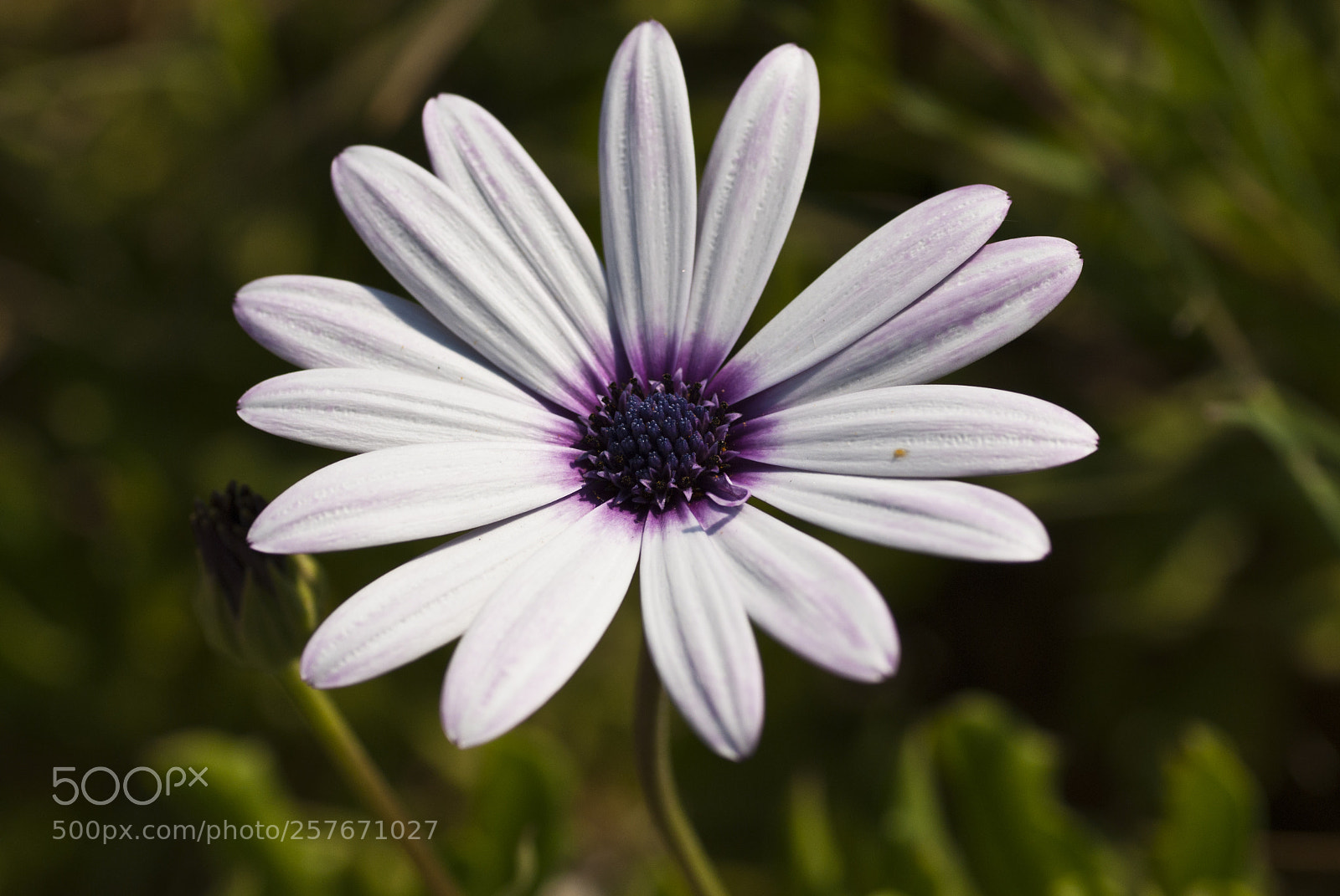 Sony Alpha DSLR-A200 sample photo. Purple flower photography
