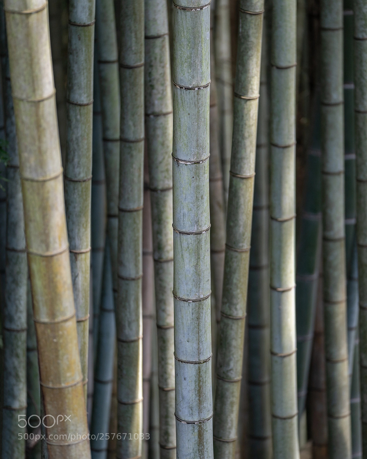 Sony a9 sample photo. Bamboo photography