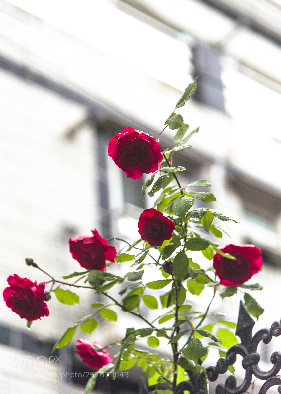 Nikon D810 sample photo. Lookup  no.5 photography