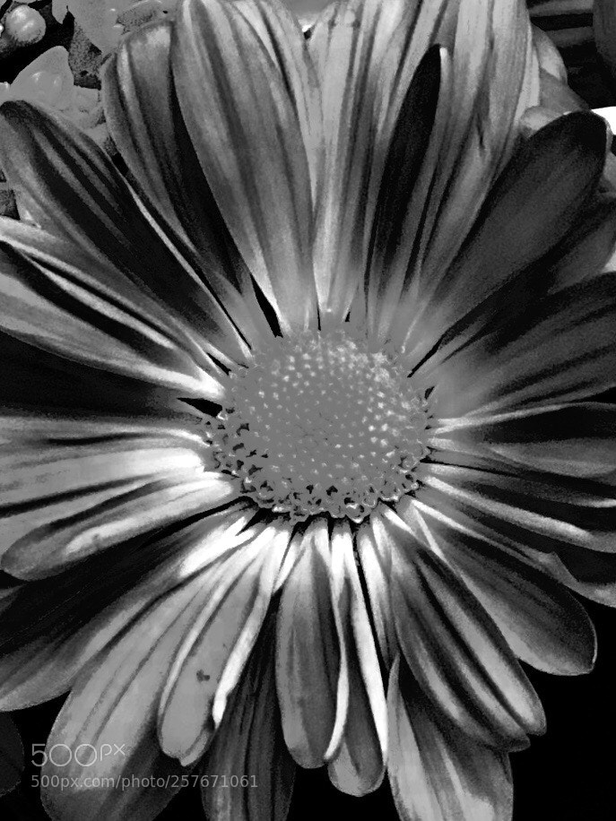 Apple iPhone 8 Plus sample photo. Black & white flower photography