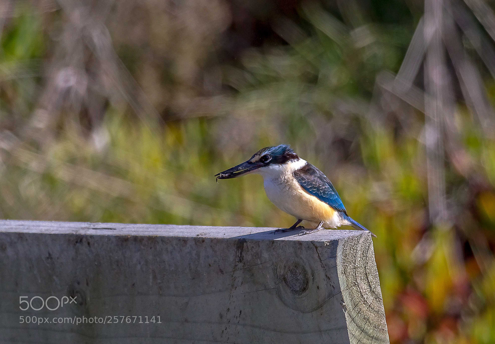 Canon EOS 7D sample photo. Kingfisher photography