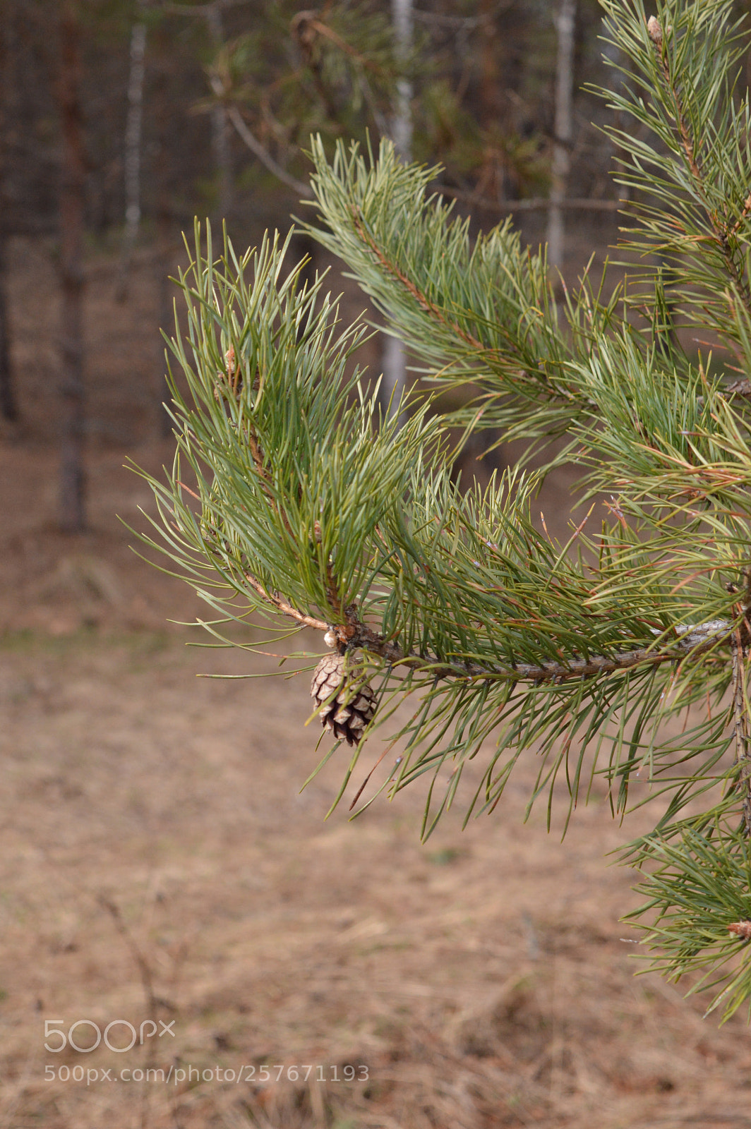 Nikon D3200 sample photo. Fruits of coniferous forest photography