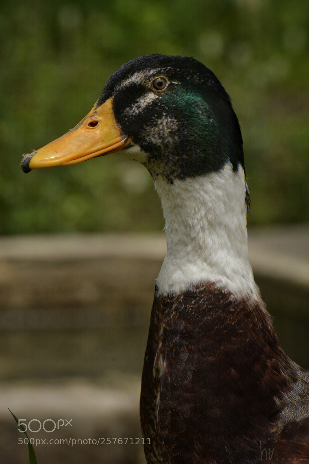 Nikon D7100 sample photo. Ducky photography