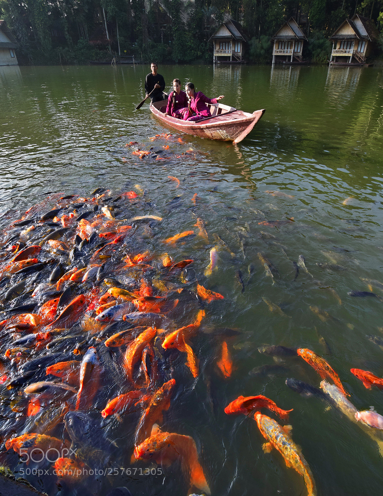 Nikon D5300 sample photo. Feed the fish 1 photography