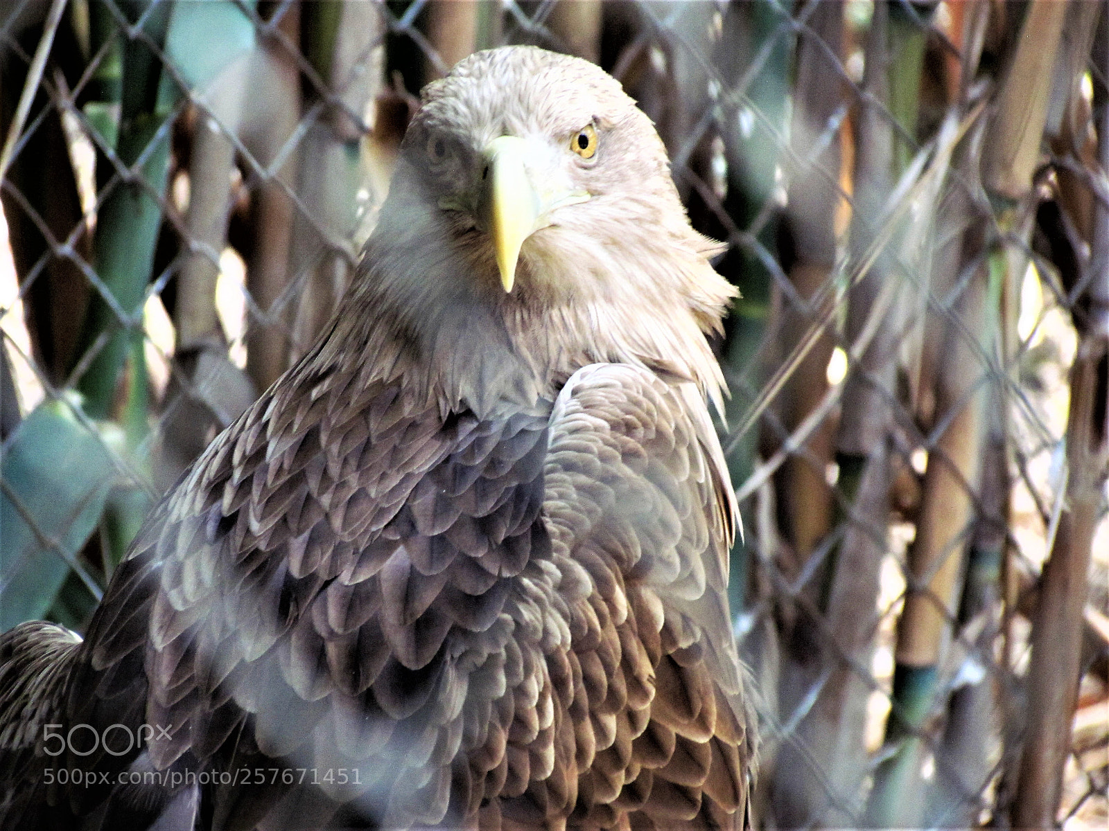 Canon PowerShot SX30 IS sample photo. Eagle photography