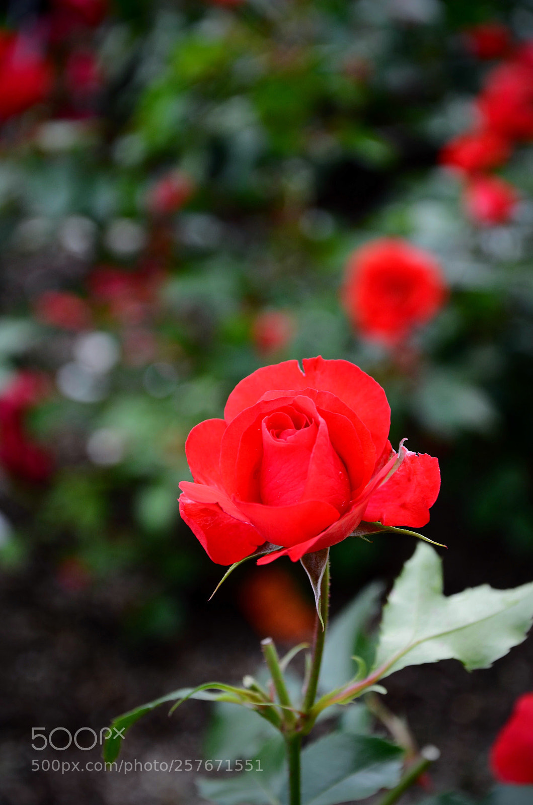Nikon D7000 sample photo. Red rose photography