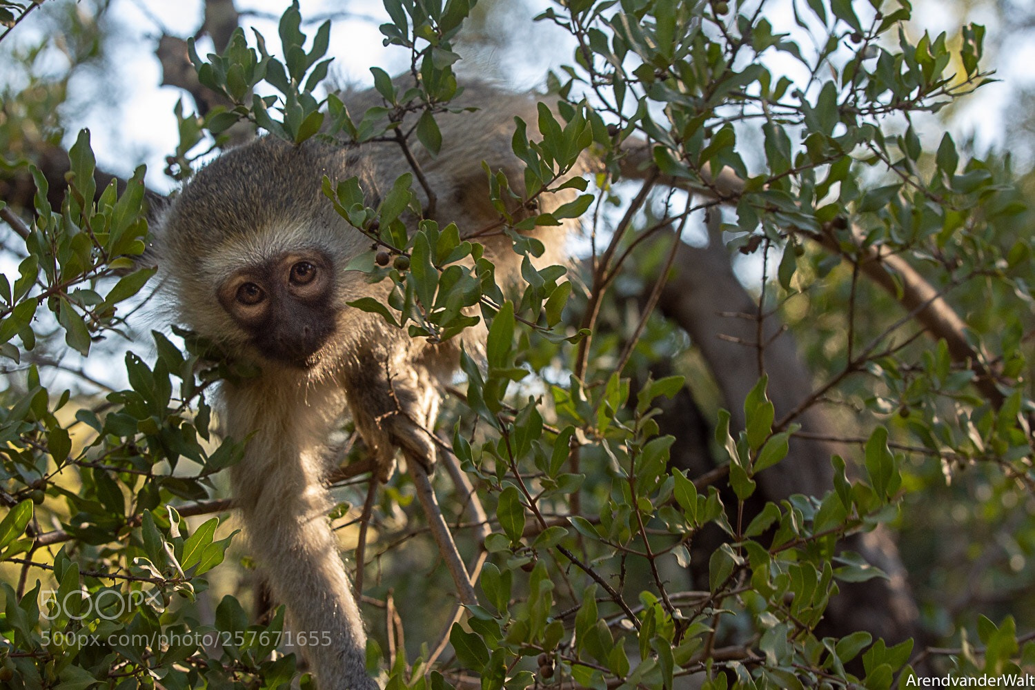 Nikon D7200 sample photo. Young vervet monkey photography
