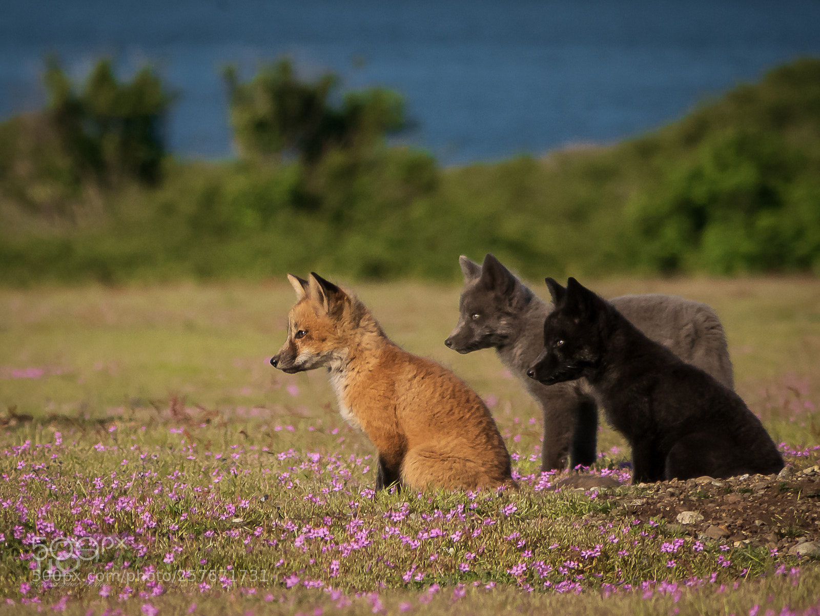 Panasonic Lumix DMC-GX7 sample photo. Red fox kits photography