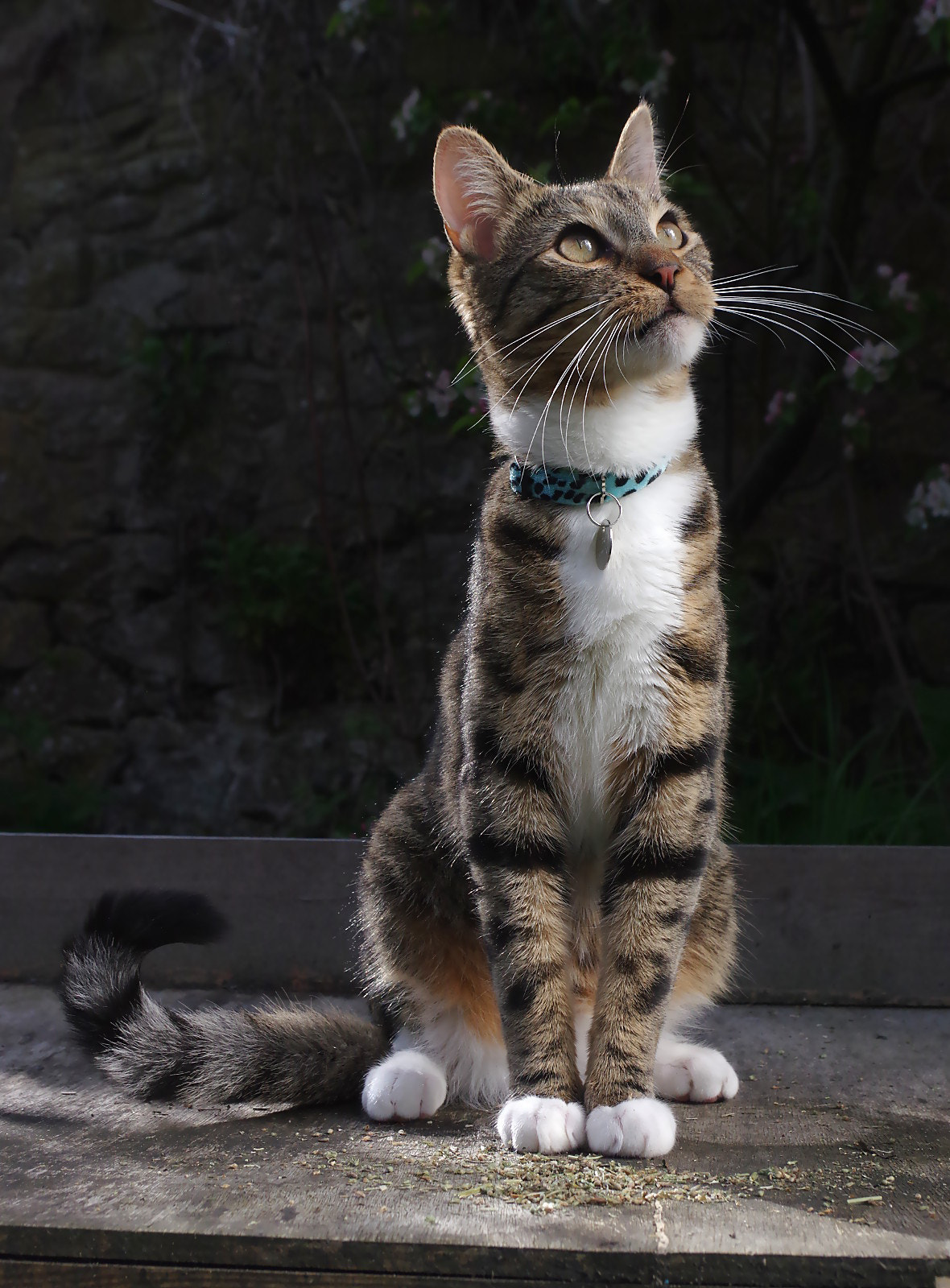 Pentax K-3 sample photo. Posing cat photography
