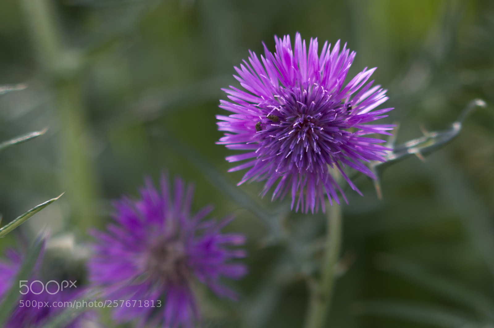 Pentax K-r sample photo. Fiore photography