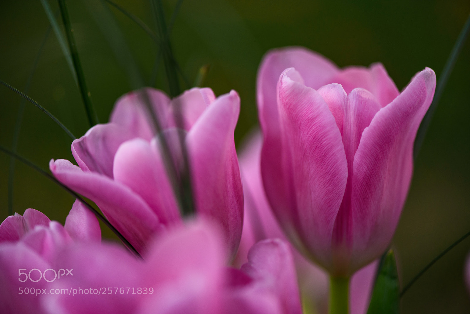 Nikon D750 sample photo. Happy mother's day photography