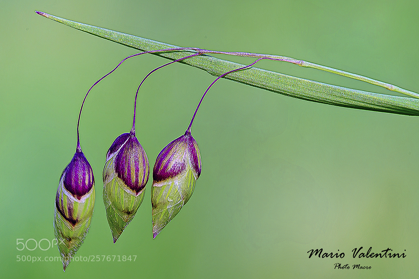 Nikon D750 sample photo. Briza maxma (sonaglini) photography