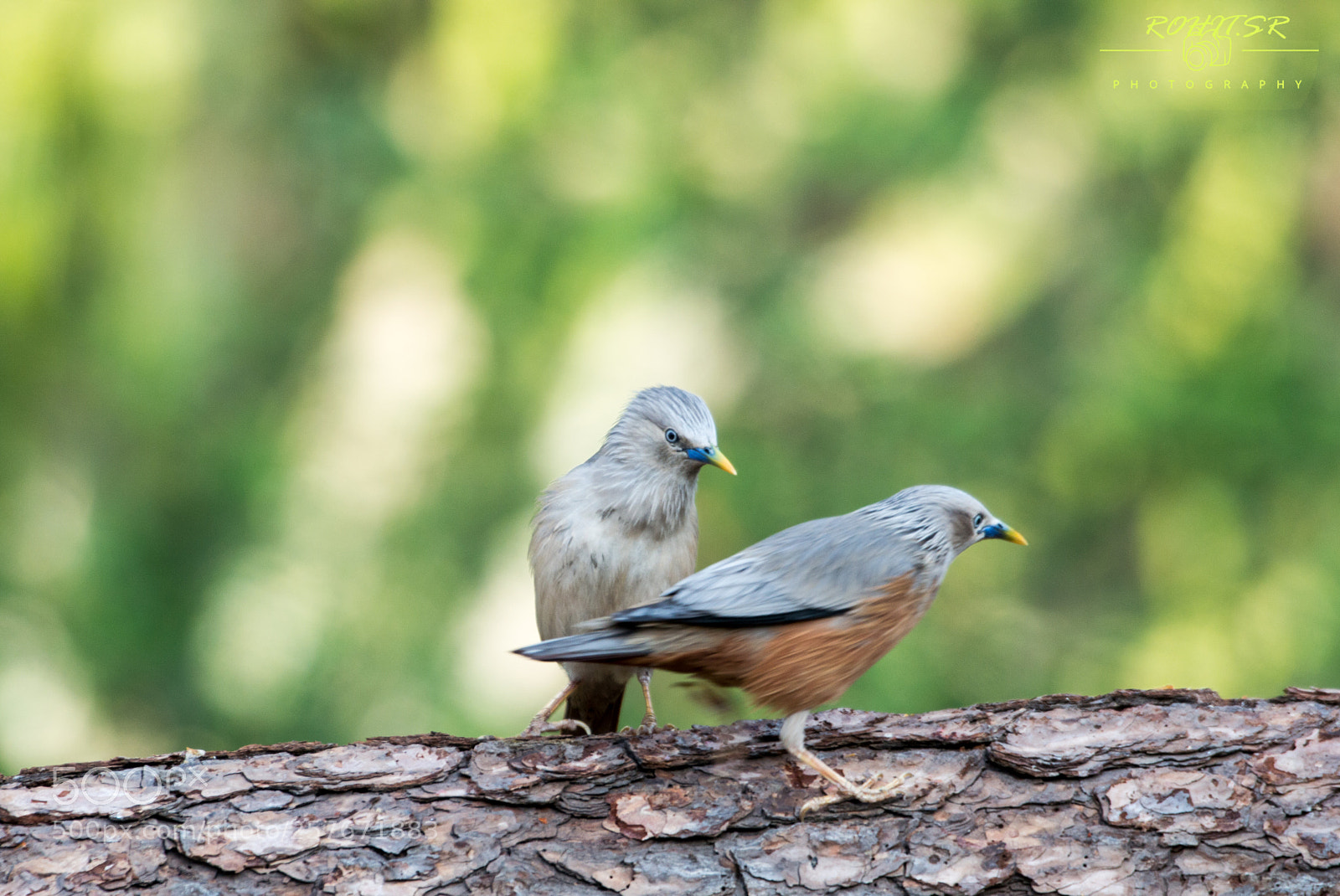 Nikon D3200 sample photo. Chestnut tailed starling photography