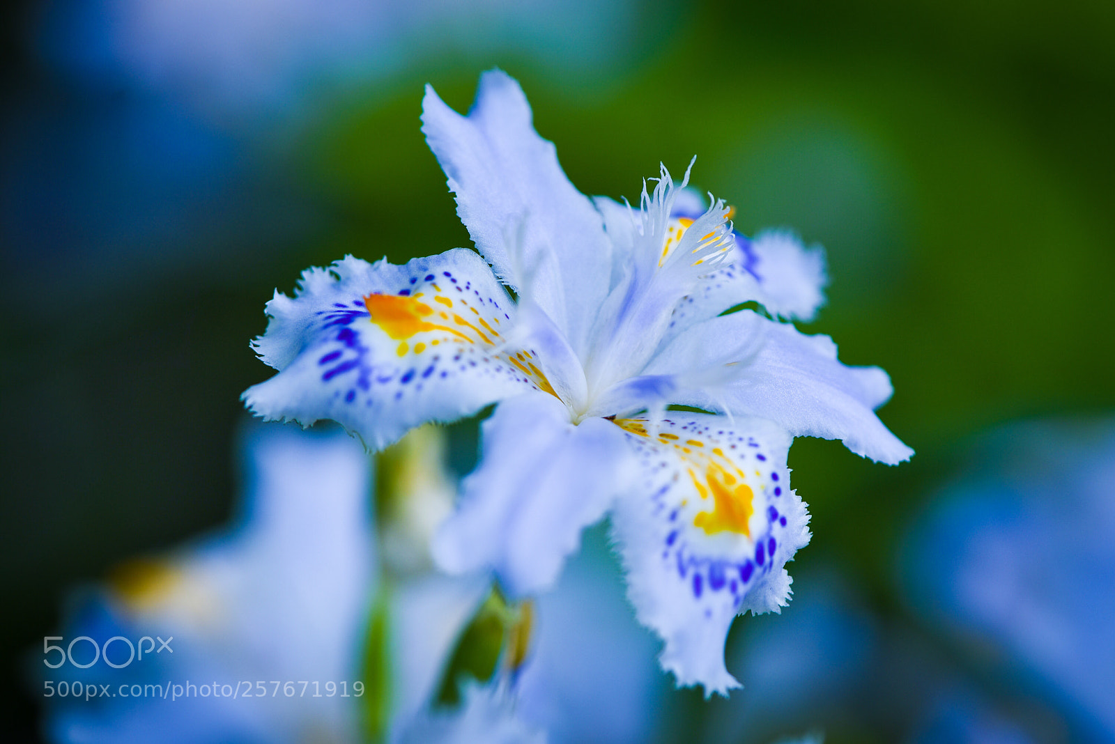 Nikon D750 sample photo. シャガの花 photography