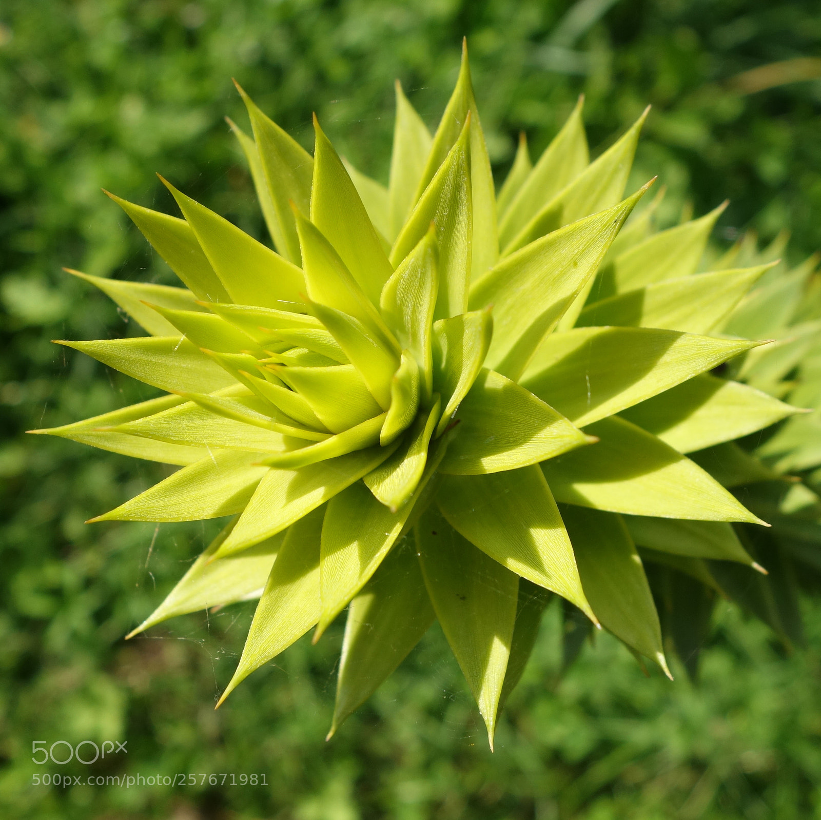 Sony Cyber-shot DSC-RX100 II sample photo. () cvp lot photography