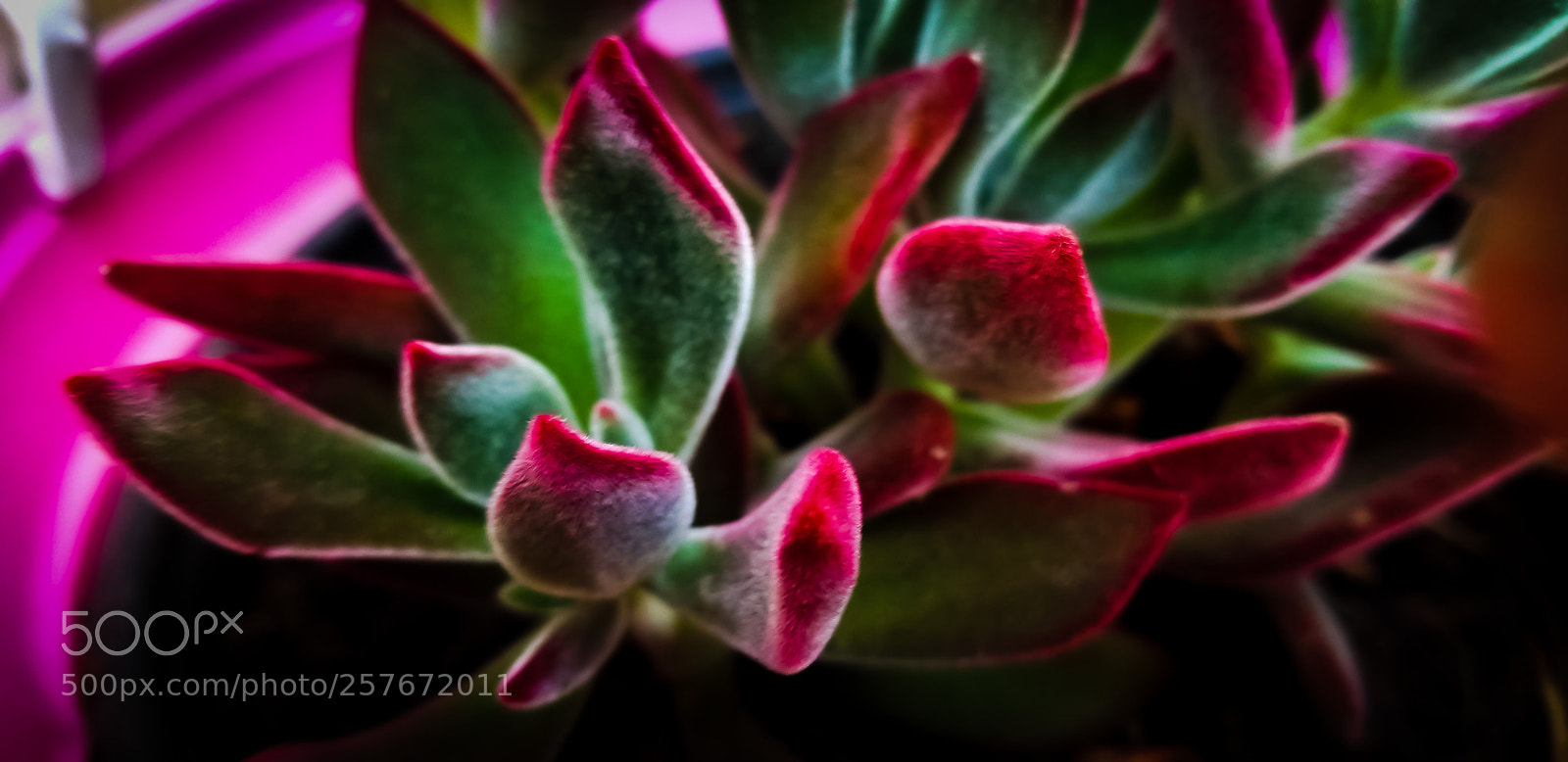 Samsung Galaxy S8+ sample photo. Pink tip small desserts photography