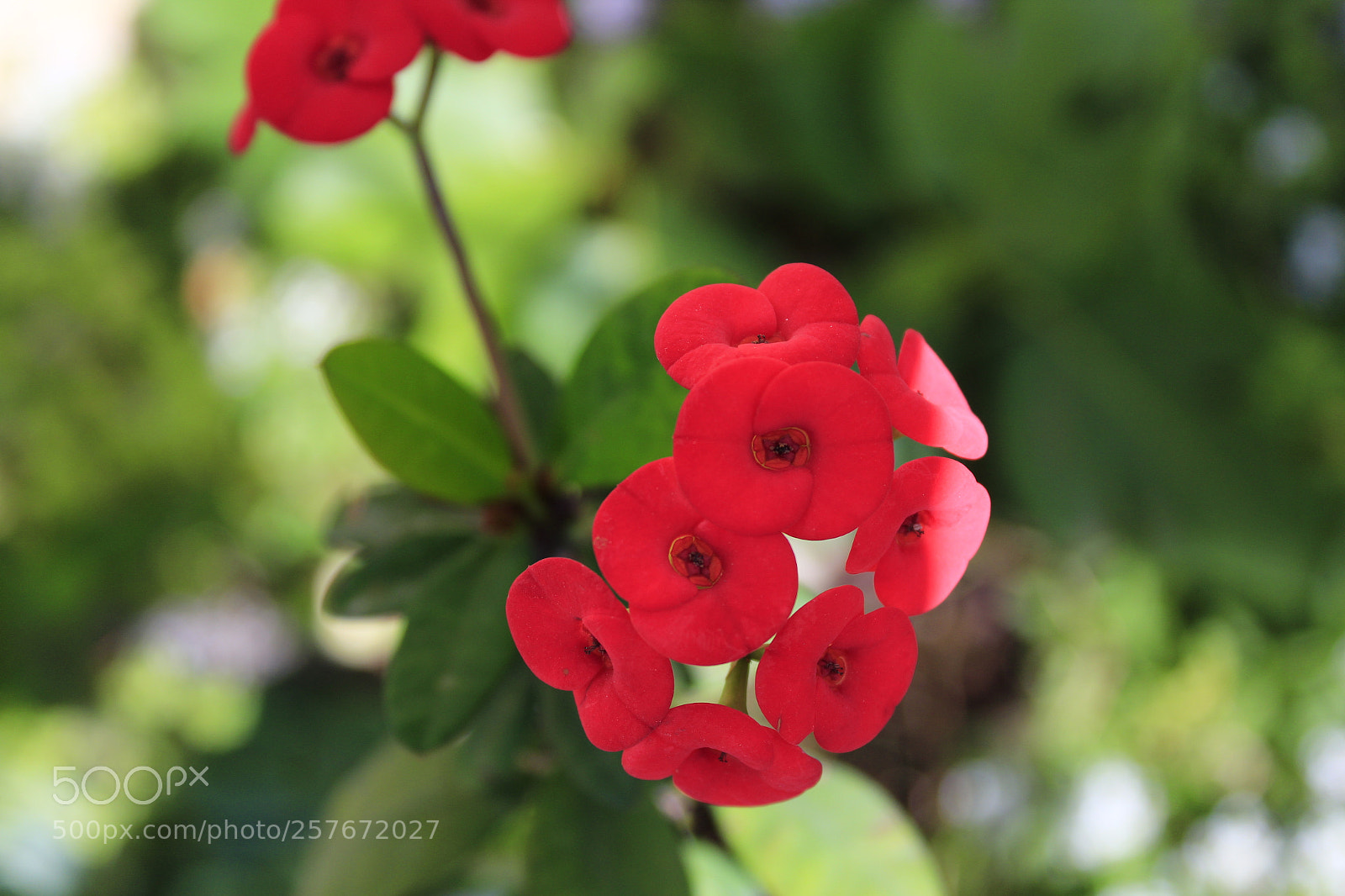 Canon EOS 1300D (EOS Rebel T6 / EOS Kiss X80) sample photo. Rocetas photography