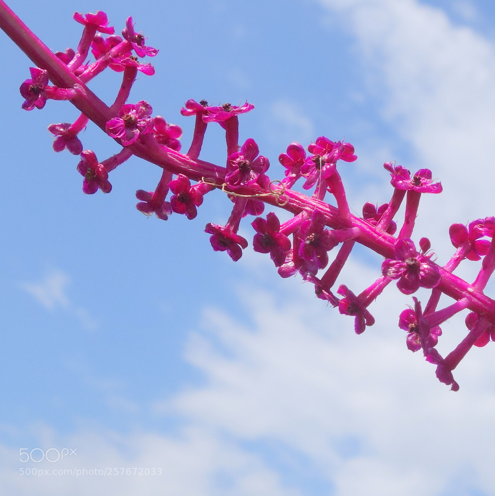 Sony Cyber-shot DSC-RX100 II sample photo. () cvp lot photography