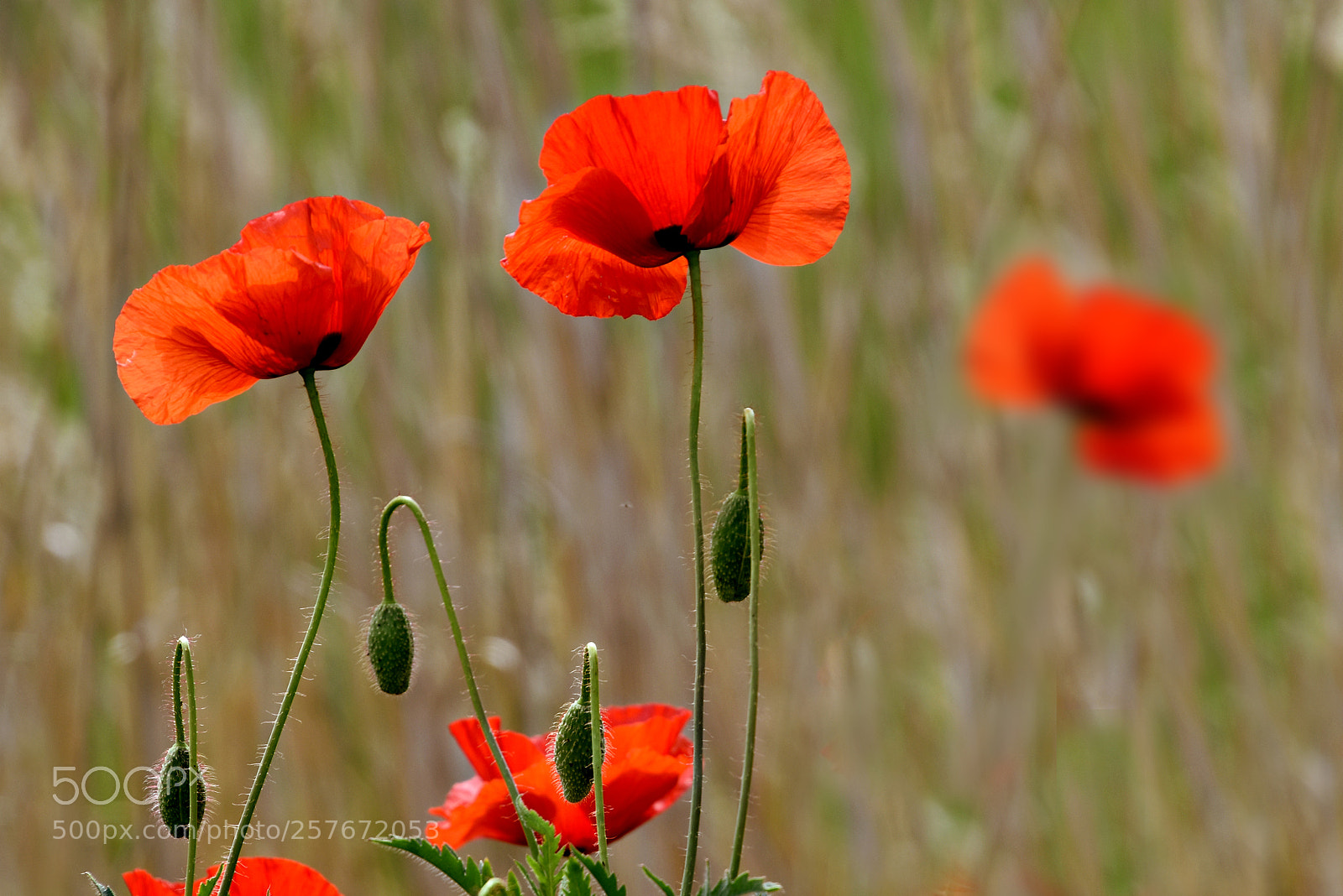Nikon D5500 sample photo. Campos en primavera photography