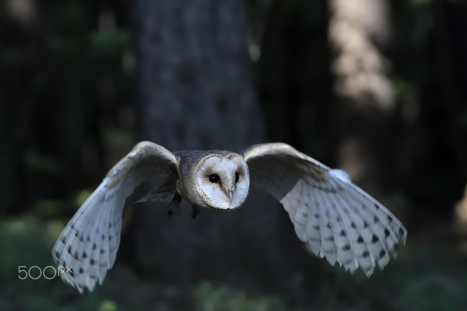 Nikon AF-S Nikkor 200-500mm F5.6E ED VR sample photo. Tyto alba photography