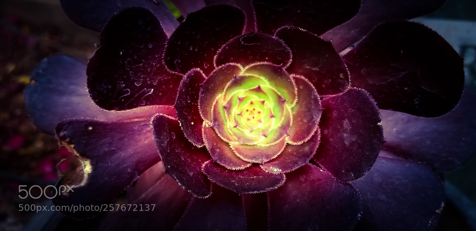 Samsung Galaxy S8+ sample photo. Round plant with night photography