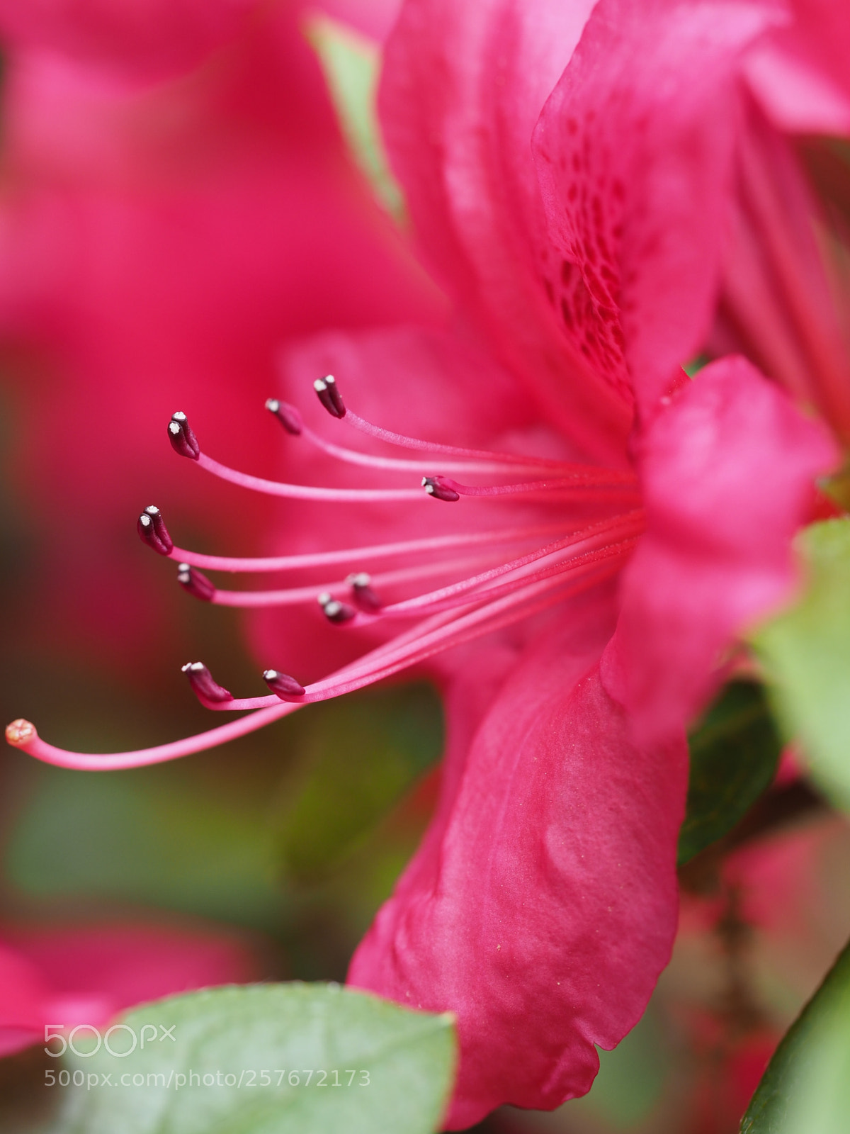 Olympus OM-D E-M5 II sample photo. Azalea photography