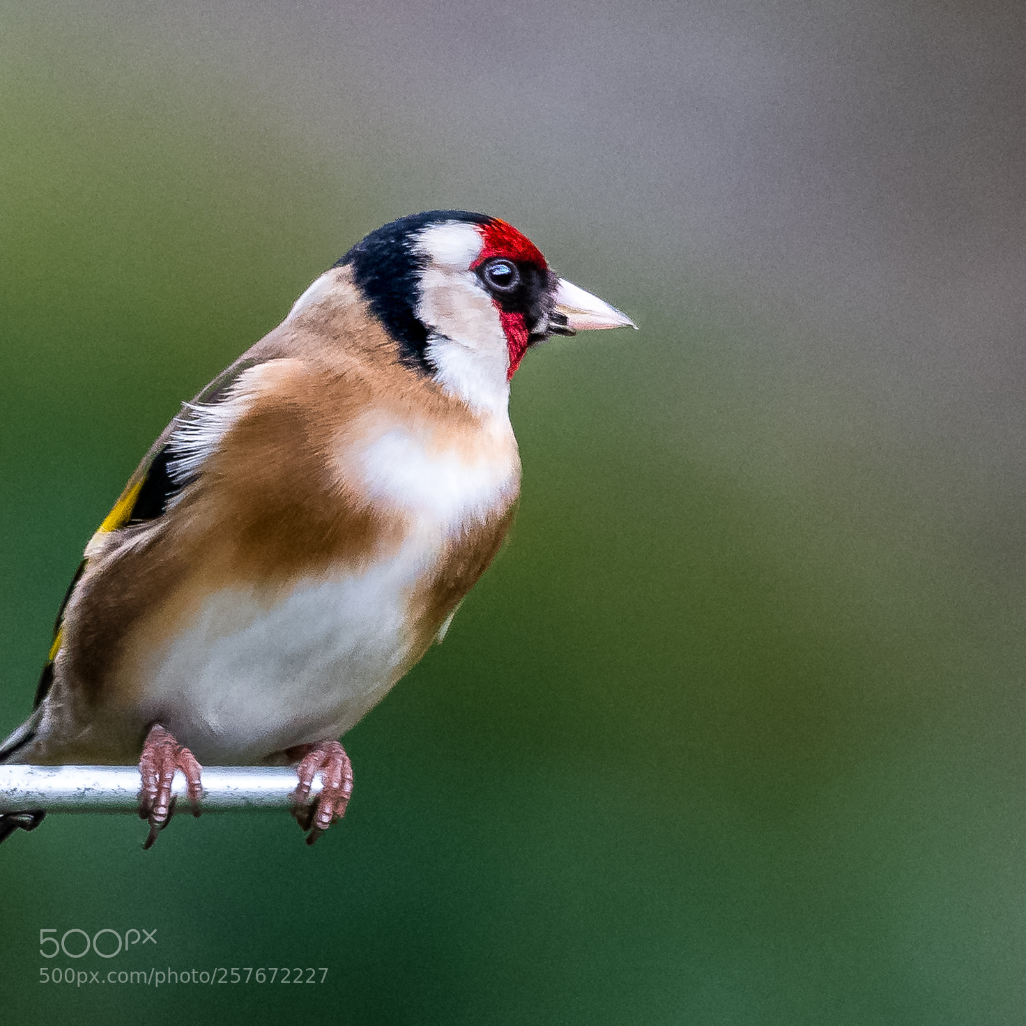 Nikon D850 sample photo. Rocking goldfinch photography