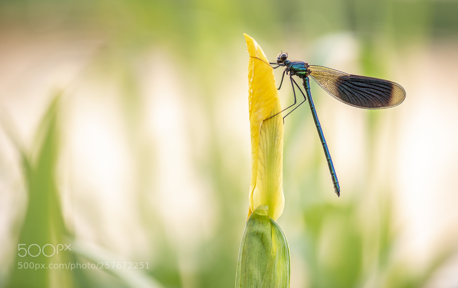 Nikon D750 sample photo. Banded demoiselle photography