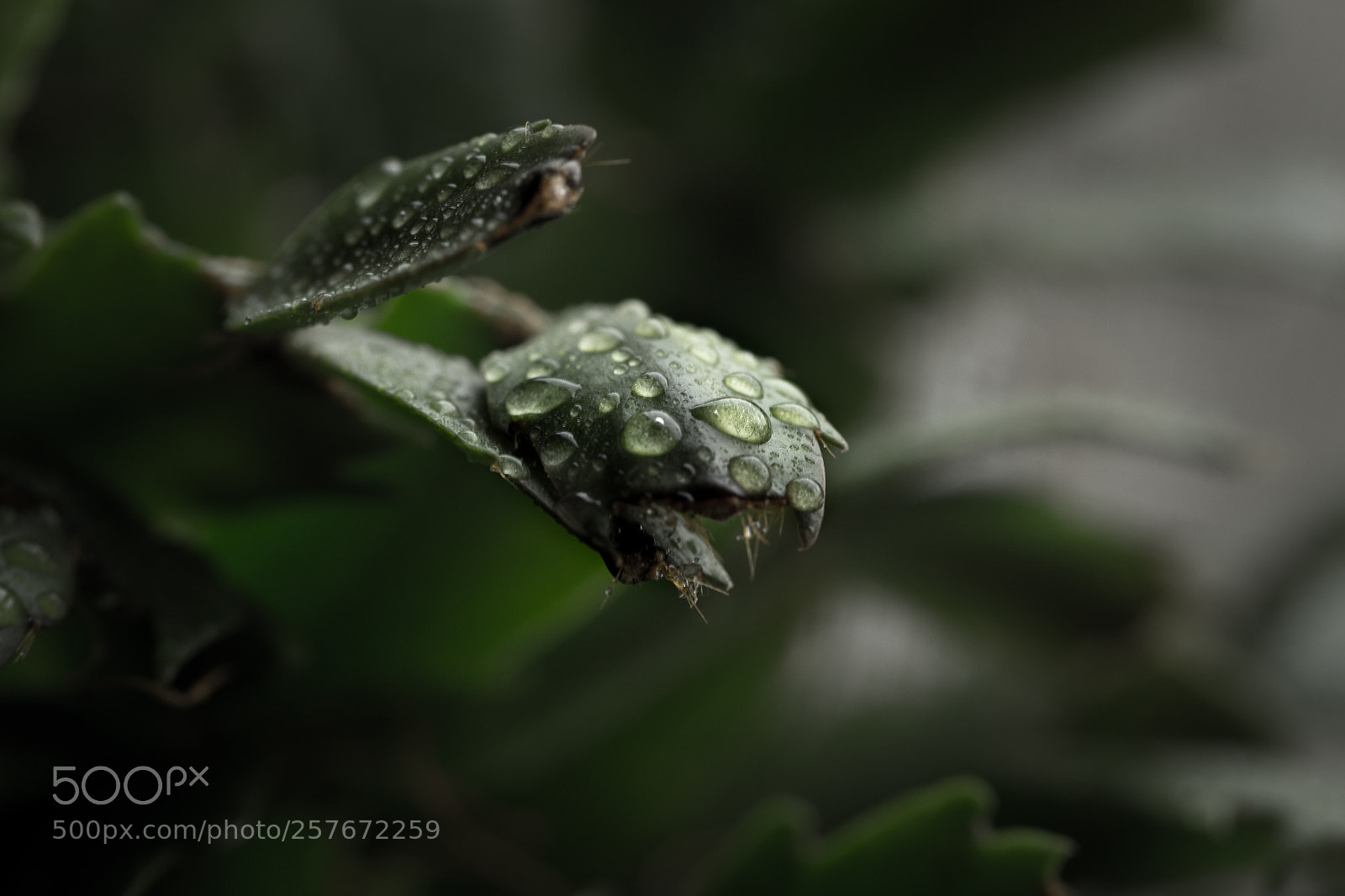 Canon EOS 6D sample photo. Water drops photography