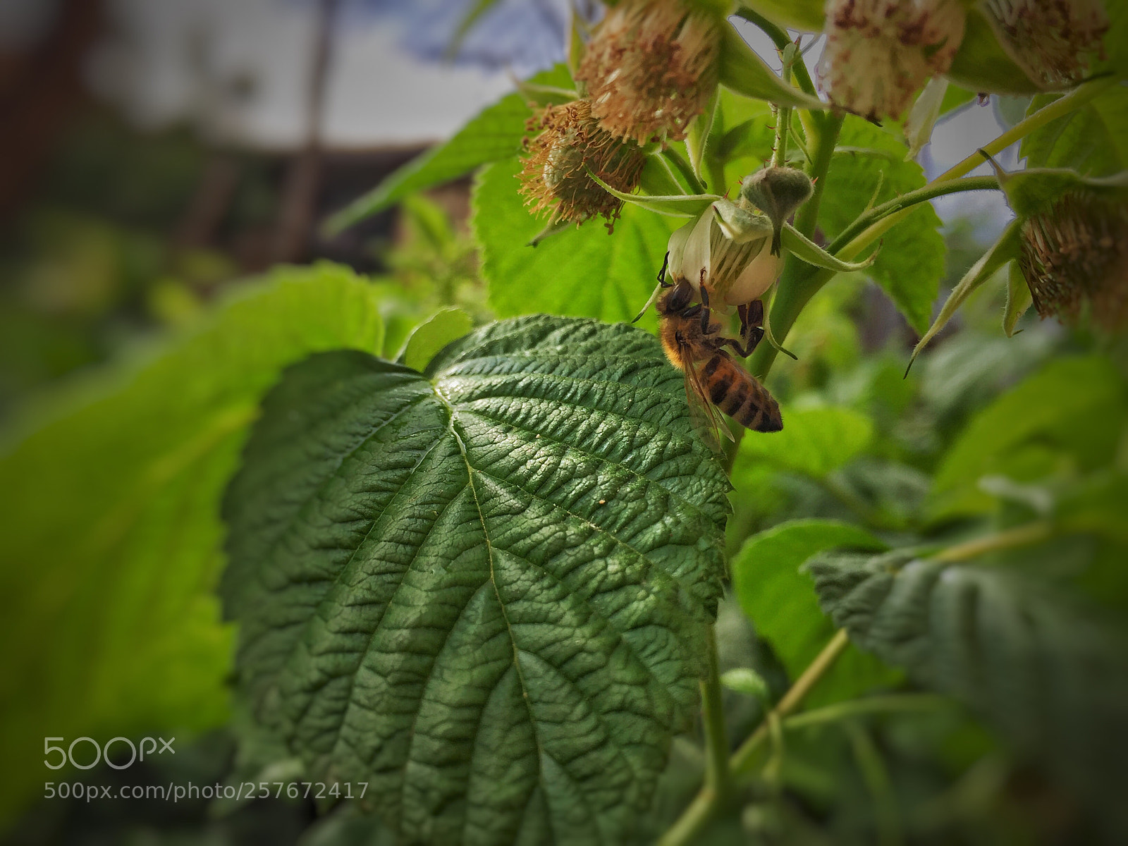 Apple iPhone 6 sample photo. Untitled photography